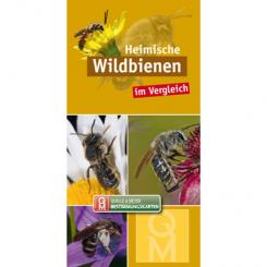 Heimische Wildbienen im Vergleich 