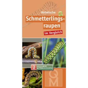 Heimische Schmetterlingsraupen im Vergleich 